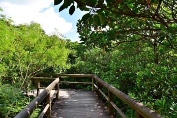 慶佐次湾のマングローブ