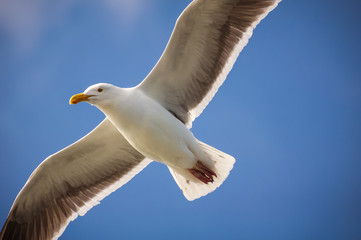 Seagull close