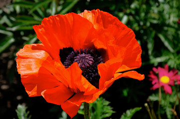 Icelandic Poppy