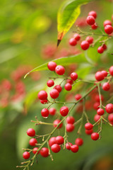 Juniper berries