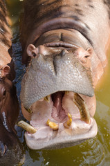 Hippopotamus showing huge jaw and teeth.