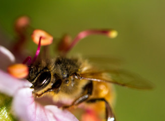 Bee's eye