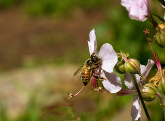 Bee on flower