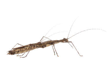 Walking stick Insect male and female isolate on white background ,Thailand