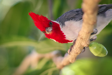 Red Crested Cardinal