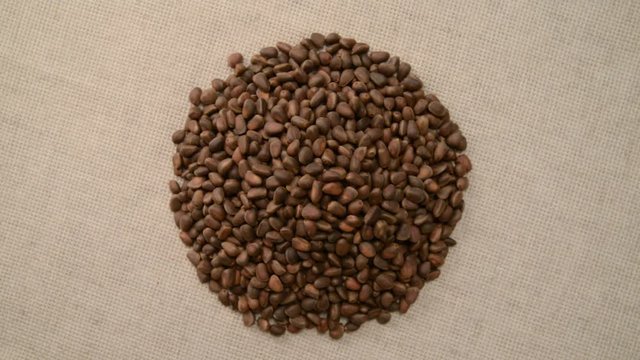 The nut cedar rotates on the turntable.