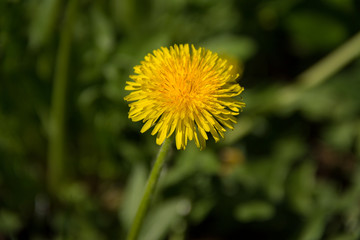 Macro photo of an yellow dandelion on natural background