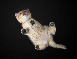 Bottom view of the  monthly kitten   British Shorthair.  Color: Black Golden Shaded. Against a dark background