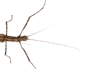 Walking stick Insect male and female isolate on white background ,Thailand