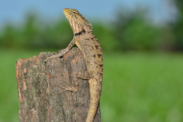 Chameleon on the timber blur background.