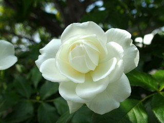 白い薔薇