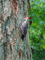 The pileated woodpecker (Dryocopus pileatus)   is pecking at the tree