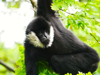 Gibbon à favoris blancs