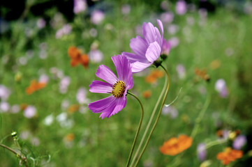 Fototapeta premium Cosmos01