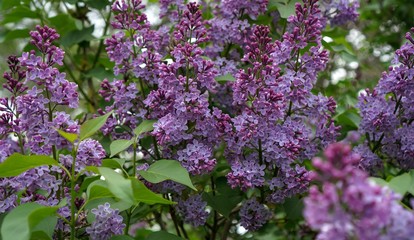 Сирень 
