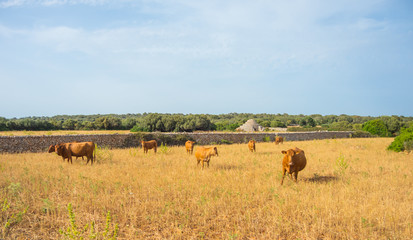 Menorca, Spain, the outback between rock pyramids and grazing cows