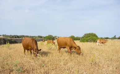 Naklejka na ściany i meble Menorca, Spain, the outback between rock pyramids and grazing cows
