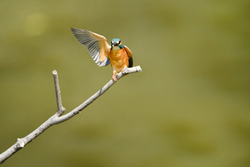 止まり木のカワセミ