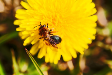 Spring landscape. Yellow fly drinking nectar from yellow dandelion flower, close-up, macro