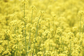 Fototapeta premium A yellow bird sits on a canola of rape in a field