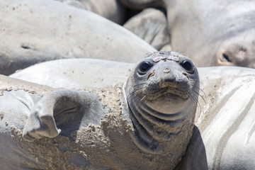 Northern Elephant Seal (Mirounga angustirostris) Adult Female hawling out during molting season. Año Nuevo State Reserve, Pescadero, California, USA.