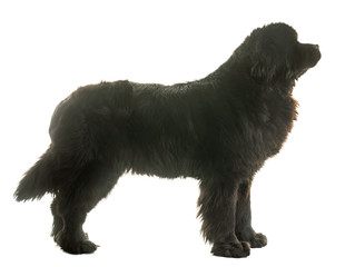 adult newfoundland dog