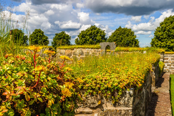 Fototapeta na wymiar Stonecrop flowers on a monastery ruins