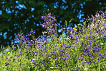 Wildflowers meadow