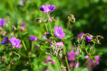 Wood cranesbill flowers