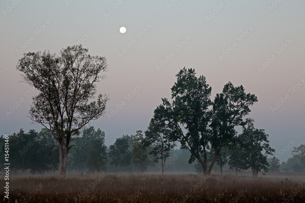 Wall mural Forest at sunrise on a misty morning, Kanha National Park, India.