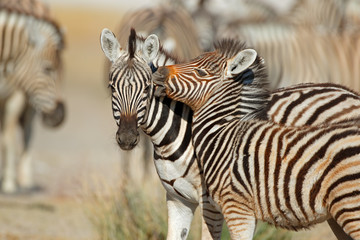 Fototapeta na wymiar Plains zebra (Equus burchelli) interaction, Etosha National Park, Namibia.
