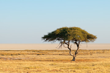 Obraz premium Landscape with a thorn tree and grassland, Etosha National Park, Namibia.