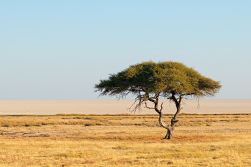 Landscape with a thorn tree and grassland, Etosha National Park, Namibia.