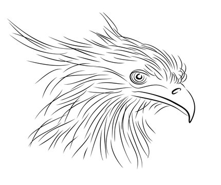 Sketch of bird. 