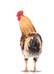 Rooster rear view. isolated on white background