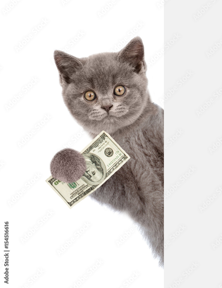 Poster cat peeking from behind empty board and holding money. isolated on white background