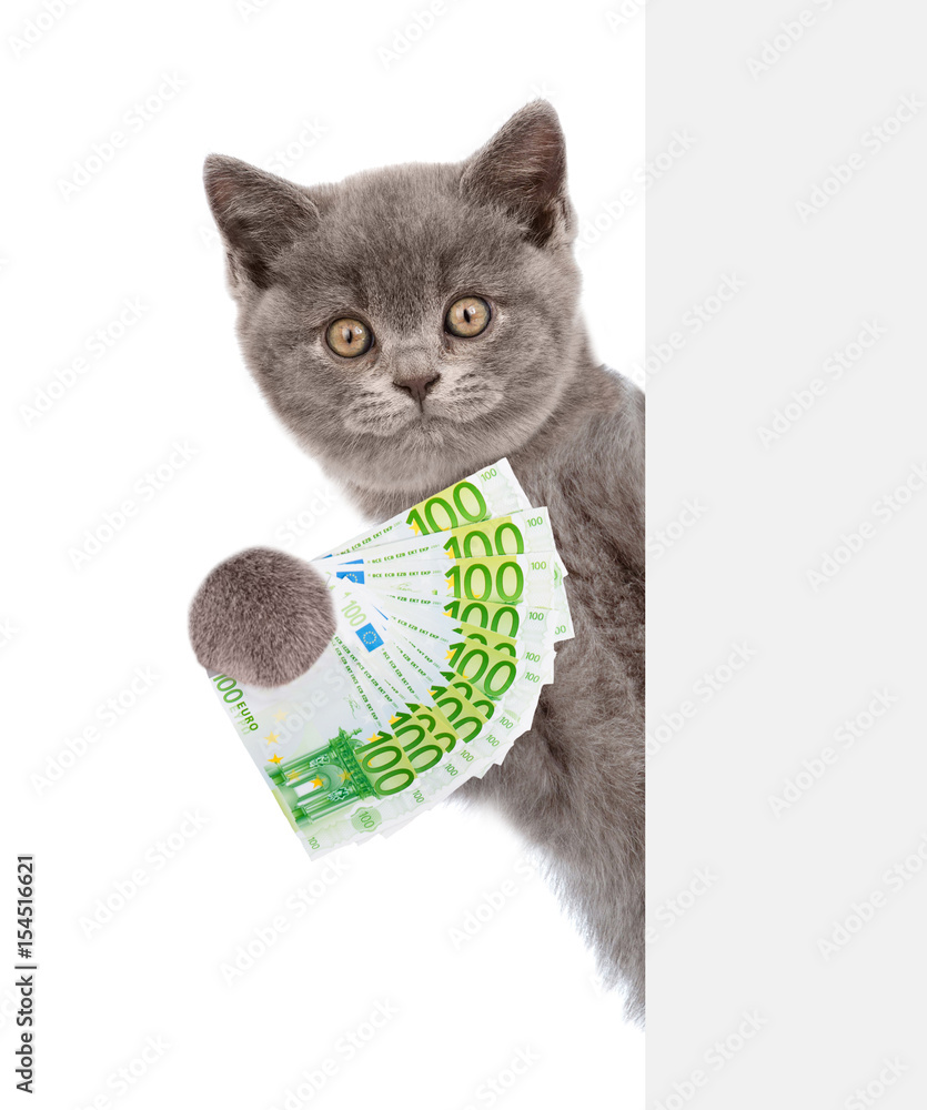 Poster cat peeking from behind empty board and holding euro. isolated on white background