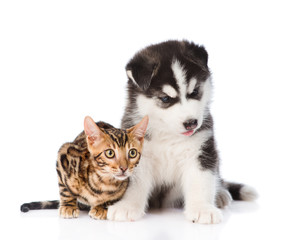 Bengal kitten and Siberian Husky puppy lying together. isolated on white background