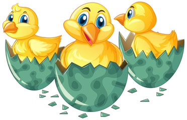 Three little chicks hatching eggs