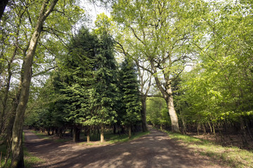 Light green springtime forest