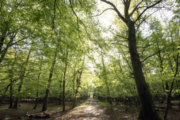 Light green springtime forest
