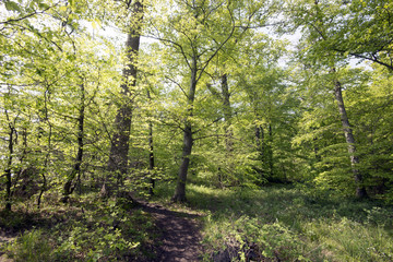 Light green springtime forest