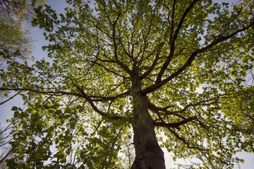 Springtime oak tree