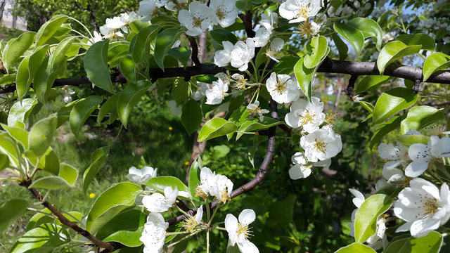 white flowers of pear tree