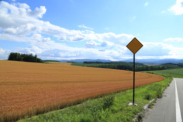 Wheat Field at Biei, Hokkaido