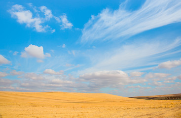 Fototapeta na wymiar Harvested yellow wheat field and blue sky with clouds