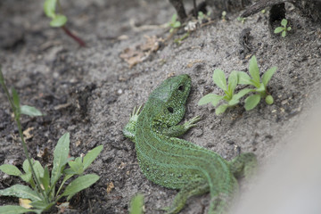 Green lizard