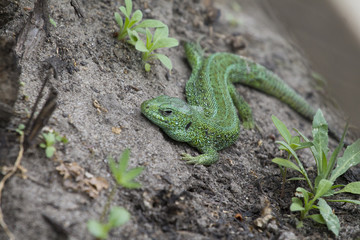 Green lizard
