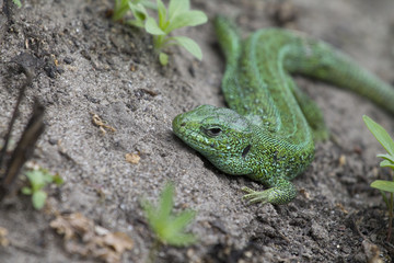 Green lizard