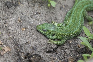 Green lizard